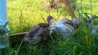 Bourbon Red Turkeys [upl. by Pattie]