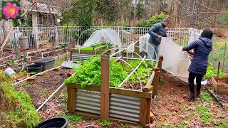 Suns garden Video 24 January update covering the lettuce bed woodpecker bluebird chickadee [upl. by Mrots]