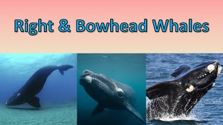 Right amp Bowhead Whales  Long Lifespans Big Mouths and Cool Animals [upl. by O'Hara472]