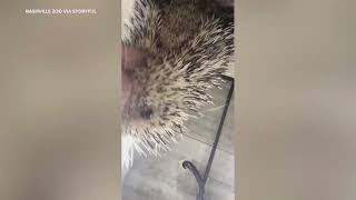 Adorable Porcupine Enjoys Crunchy Snacks at Nashville Zoo [upl. by Okiam]