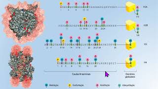 CROMATINA 4 Histonas [upl. by Annazus]