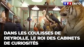 Dans les coulisses de Deyrolle le roi des cabinets de curiosités [upl. by Kenwrick696]