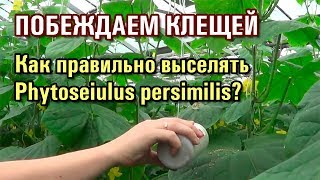 Как правильно выселять хищных клещей Phytoseiulus persimilis [upl. by Anitsirt]