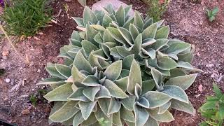 Easy to care for Stachys byzantina Helen Von Stein Lamb’s Ear  NMHighDesertGarden [upl. by Pippas]