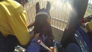 Trey Ellis trained horse jockey cam [upl. by Lyj]