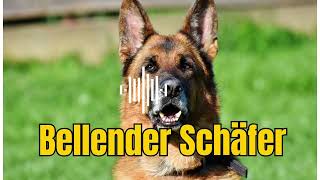 Schäferhund Hundegebell  So klingt ein bellender Schäfer [upl. by Norford]