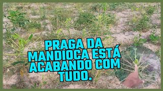 PRAGA DA MANDIOCA ESTÁ ACABANDO COM AS PLANTAÇÕES [upl. by Ciel258]