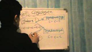 Glykolysen och Citronsyracykeln Biologi B [upl. by Sonnnie]