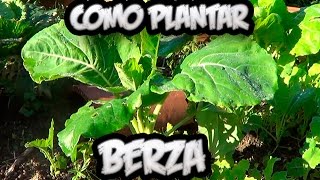 Como Plantar Berza Asturiana  Huerto Ecologico  Huertina De Toni [upl. by Kippar53]