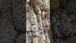 How to removal barnacles on shell sea turtles barnacles parasite snail [upl. by Elfrieda]