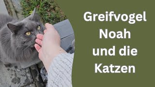 wird der Vogel meine Katzen angreifen und wie verhalten sie sich nach Noahs Besuch [upl. by Anehsak163]