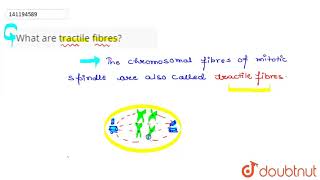 What are tractile fibres  11  CELL CYCLE AND CELL DIVISION  BIOLOGY  PRADEEP  Doubtnut [upl. by Deehan878]