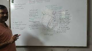 Blood vascular system of Herdmania [upl. by Maxy]