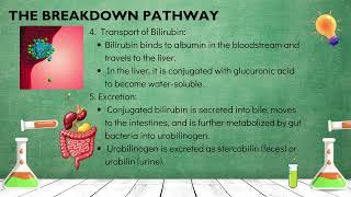 Hemoglobin Catabolism Part 1 [upl. by Shanan919]