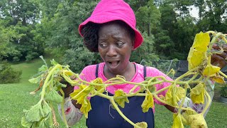 OH NO My Squash Plants PROTECT IT [upl. by Ingemar]