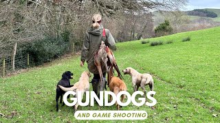 A real life view of British driven shooting and picking up [upl. by Rausch187]