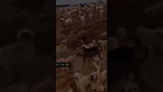 Tiger 🐯vs🐶dogs Abhishekblogcomedyvideo [upl. by Lsil]