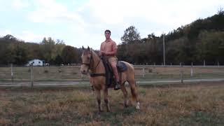 Mr Peanut at McNatt Farms Trail horse Gelding for sale [upl. by Koralle]