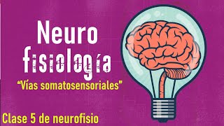 Vías somatosensoriales mejor conocidas como vías aferentes y Homúnculo sensitivo [upl. by Lorine]