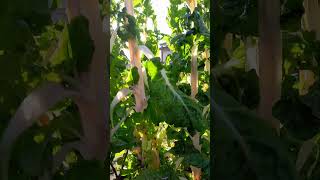 Large plants of silver beet in my garden🥬gardening myveggiegardenhomegardeningvegegardenplants [upl. by Tillio98]