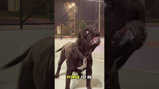 Cane Corso Vs Kangaroo  Who will Win 😎 [upl. by Hubing572]