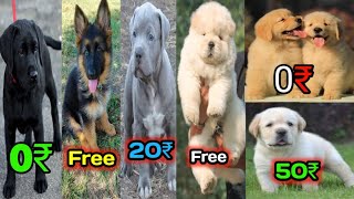 free dogs adoption  dog adoption in india  free dog  labgsdhuskyRottweilerpugpitbull🤩🤩 [upl. by Billmyre564]