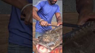 MELUGU FISH CUTTING 40 KG [upl. by Olympias]