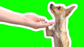 5 Easy Dog Trick tutorials [upl. by Viehmann662]