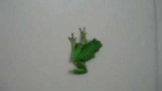 Green Tree Frog Jumping [upl. by Acinnej]