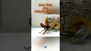 Avispón Asiático Gigante Vs Rana Toro 🐸 🐝 Final inesperado 👀🙈 [upl. by Karas363]