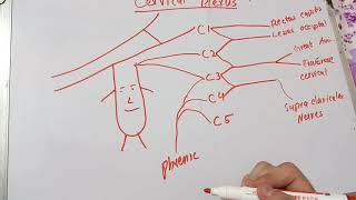 Cervical Plexus  Easy Drawing in 2 minutes  With and without Ansa Cervicalis [upl. by Gati]