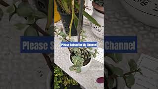 Variegated jade plant is a subtropical broadleaf evergreen multistemmed erect succulent [upl. by Sofia412]