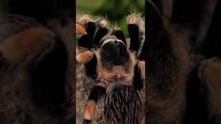 Tarantula Walking viral animals [upl. by Scoter122]