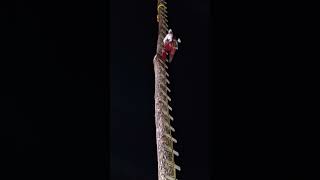 los voladores de cuetzalan [upl. by Alberic796]