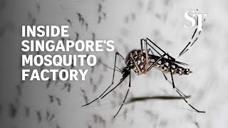 Inside Singapores mosquito factory How mozzies are being bred to fight dengue [upl. by Rufe294]