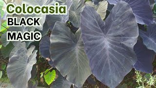 Colocasia Black Magic [upl. by Corydon]