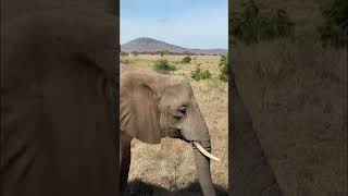 Serengeti National Park in 60 seconds shorts safari wildlife tanzania serengeti [upl. by Howlan]