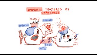 Natural Killer Cells and Antibody Dependent Cellular Cytotoxicity ADCC [upl. by Marguerita58]