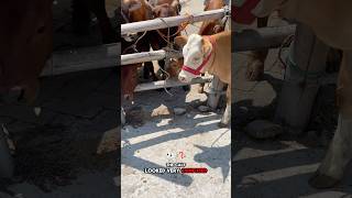 The calf looks very confused feeling ostracized 😰cow cowvideos cowsounds calf calfsound [upl. by Manson695]