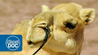 Camels and Dromedaries  Nomads of the Sahara [upl. by Dulciana]