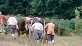 Medieval ploughing with Oxen Green Valley [upl. by Marcell]