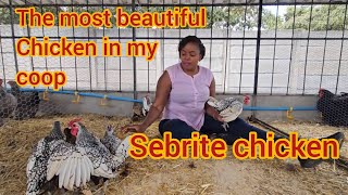 Journey to my retirement plan Beautiful Sebright chicken in my coop Part 4 [upl. by Nillek]