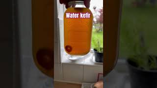 Water Kefir preservprfermentation fermenting water sugar kefir drink [upl. by Nylehtak]