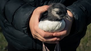 Puffin Rescue in Heimaey  Iceland 2021 4K [upl. by Erda]