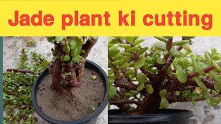 jade plant ki cutting ✂️plants jade nature indoorplant gardening viralshorts [upl. by Omrellug906]