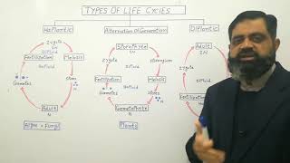 Types of life cycles UrduHindi medium profmasoodfuzail  Haplontic life cycle  Diplontic [upl. by Engle]