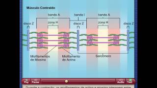 Encurtamento do sarcômero [upl. by Ahsinnor]