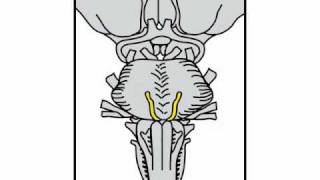 Neurologic Exam Cranial Nerves Anatomy  Cranial Nerve 6 [upl. by Ennaul]