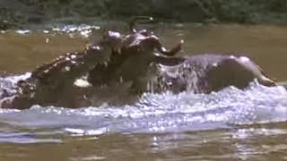 Crocodile strikes Wildebeest  Massive Nature  BBC Earth [upl. by Ile]