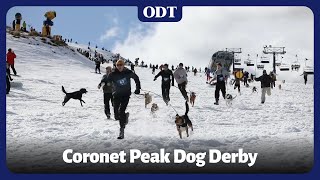 Dog Derby at Coronet Peak [upl. by Lucinda94]